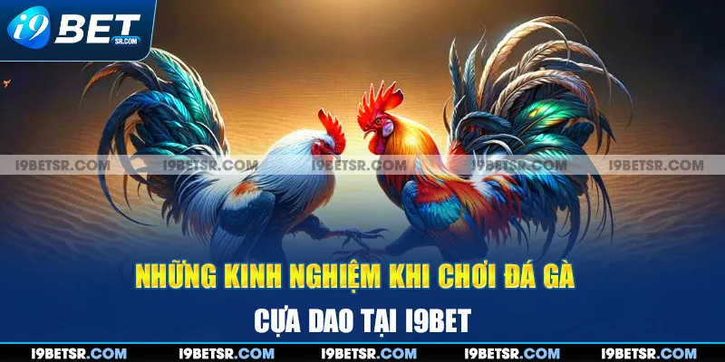 Những kinh nghiệm khi chơi đá gà cựa dao tại I9bet